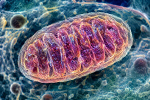 Mitochondrion pod mikroskopem