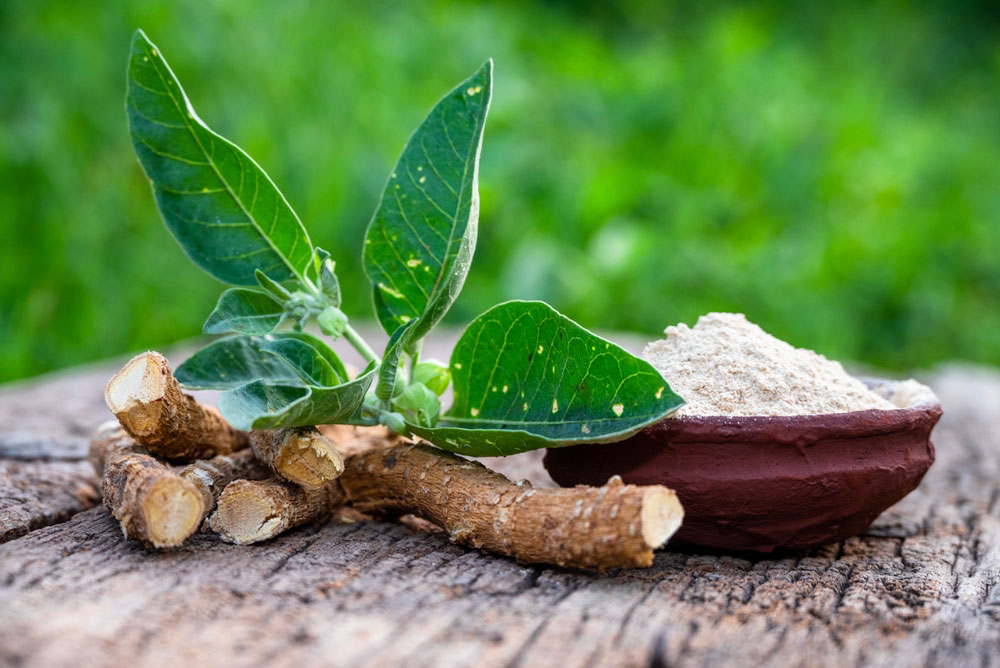 Ashwagandha (ašvaganda): co umí, co ne a jak ji brát